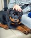 Rottweiler Puppies for sale in Brooklyn, NY 11230, USA. price: NA
