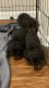 Rottweiler Puppies for sale in Ponte Vedra Beach, FL 32082, USA. price: NA