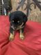 Rottweiler Puppies for sale in Milton, FL, USA. price: NA