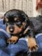 Rottweiler Puppies for sale in Knoxville, IA 50138, USA. price: $1,200