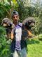 Rottweiler Puppies for sale in BTM Layout, Bengaluru, Karnataka, India. price: 15000 INR