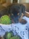 Rottweiler Puppies for sale in Omaha, NE, USA. price: $3,000
