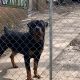 Rottweiler Puppies for sale in Baytown, TX, USA. price: NA