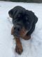 Rottweiler Puppies for sale in Advance, NC 27006, USA. price: $1,000