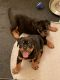 Rottweiler Puppies for sale in Miami, FL 33143, USA. price: $3,000