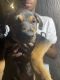 Rottweiler Puppies for sale in Ives Dairy Rd, Florida, USA. price: NA