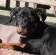 Rottweiler Puppies for sale in Prichard, WV 25555, USA. price: $1,100