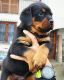 Rottweiler Puppies for sale in California, MD, USA. price: NA