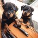 Rottweiler Puppies for sale in California, MD, USA. price: NA