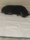 Rottweiler Puppies for sale in Farmington Hills, MI, USA. price: $1,000