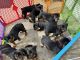 Rottweiler Puppies for sale in Vails Gate, NY 12553, USA. price: NA
