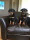 Rottweiler Puppies for sale in Phelan, CA 92371, USA. price: $2,200