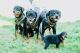 Rottweiler Puppies for sale in Mather, CA 95655, USA. price: NA