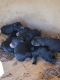 Rottweiler Puppies for sale in Blountville, TN 37617, USA. price: $600