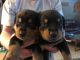 Rottweiler Puppies for sale in Saranac, MI 48881, USA. price: NA