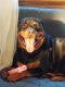 Rottweiler Puppies for sale in New Franklin, OH 44319, USA. price: $200