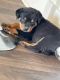 Rottweiler Puppies for sale in San Antonio, TX, USA. price: $900