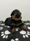 Rottweiler Puppies for sale in Melrose Park, IL 60160, USA. price: $1,000