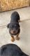 Rottweiler Puppies for sale in Kingman, AZ, USA. price: $600