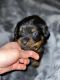 Rottweiler Puppies for sale in Clayton, WI 54004, USA. price: $1,000