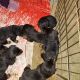 Rottweiler Puppies for sale in Joshua, TX, USA. price: $1,000