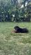 Rottweiler Puppies for sale in Indore, Madhya Pradesh, India. price: 16000 INR