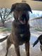 Rottweiler Puppies for sale in Wichita Falls, TX, USA. price: NA