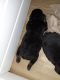 Rottweiler Puppies for sale in Indianapolis, IN, USA. price: $1,500