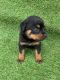 Rottweiler Puppies for sale in Visalia, CA, USA. price: $1,350