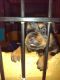 Rottweiler Puppies for sale in DeRidder, LA 70634, USA. price: $1,000