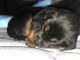 Rottweiler Puppies for sale in Oakland Park, FL 33311, USA. price: $1,500