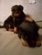 Rottweiler Puppies for sale in Butner, NC 27509, USA. price: $100,000