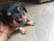 Rottweiler Puppies for sale in Kurnool, Andhra Pradesh, India. price: 12000 INR
