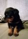 Rottweiler Puppies for sale in Butner, NC 27509, USA. price: $120,000