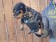 Rottweiler Puppies for sale in Visalia, CA, USA. price: $1,250
