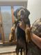 Rottweiler Puppies for sale in 12/45, Sector 14, Vikas Nagar, Lucknow, Uttar Pradesh 226006, India. price: 10000 INR