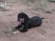 Rottweiler Puppies for sale in Dadri, Haryana, India. price: 15 INR