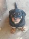 Rottweiler Puppies for sale in Woodland, CA, USA. price: $900