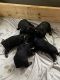 Rottweiler Puppies for sale in Santa Fe, TX, USA. price: $1,500