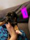 Rottweiler Puppies for sale in Harrisburg, IL 62946, USA. price: $500