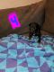 Rottweiler Puppies for sale in Harrisburg, IL 62946, USA. price: NA