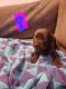 Rottweiler Puppies for sale in Harrisburg, IL 62946, USA. price: $500