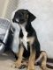 Rottweiler Puppies for sale in Washington, DC, USA. price: $6,000