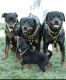 Rottweiler Puppies for sale in Mather, CA 95655, USA. price: $2,000