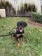 Rottweiler Puppies for sale in Miami, FL 33150, USA. price: $2,400