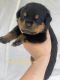 Rottweiler Puppies for sale in Asheboro, NC 27205, USA. price: $2,000