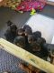 Rottweiler Puppies for sale in Stockbridge, GA, USA. price: $2,000