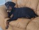 Rottweiler Puppies for sale in 1107 Cadiz Ave, Henderson, NV 89015, USA. price: $2,800