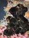 Rottweiler Puppies for sale in Victorville, CA, USA. price: $1,200