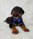 Rottweiler Puppies for sale in Woodbury, NJ, USA. price: $1,800